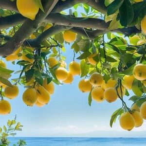 Meet your Posher, ida